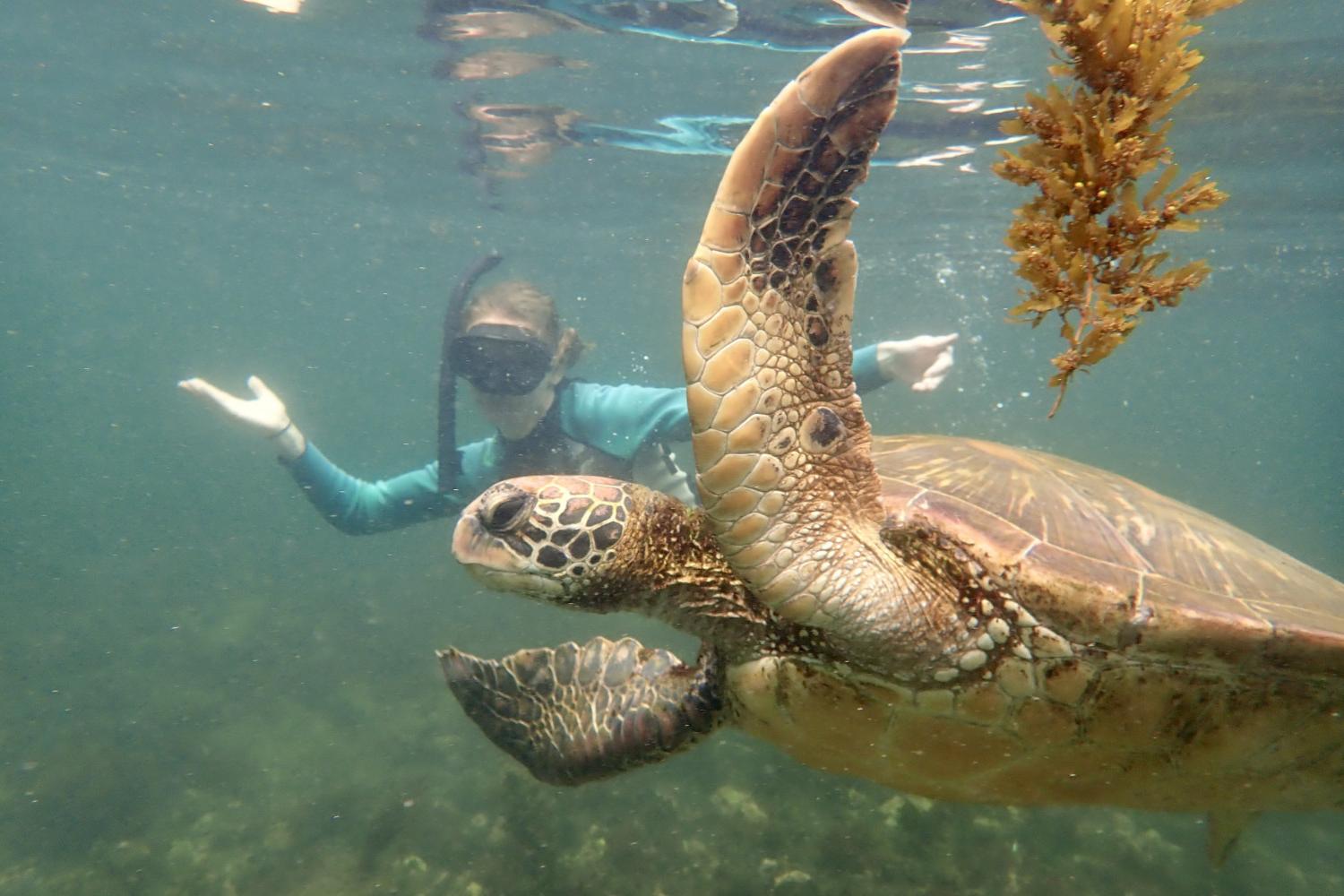 一名<a href='http://heilongjiang.thanarrator.com'>全球十大赌钱排行app</a>学生在Galápagos群岛游学途中与一只巨龟游泳.